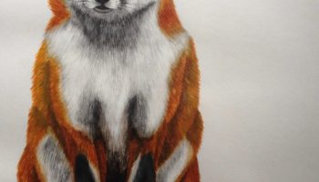 Foxy Fuchs